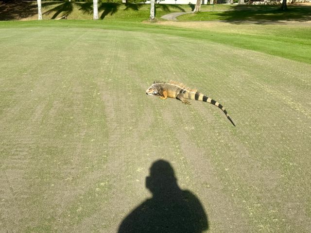 2026 Safari Dc Destination Golf photo 15